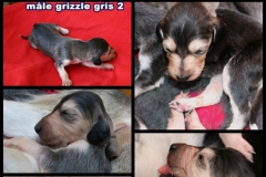 M. grizzle gris 2