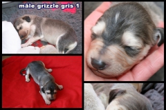 m. grizzle gris